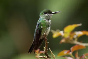 Green-crowned Brilliant (Heliodoxa jacula) female calling, Costa Rica Green-crowned Brilliant (Heliodoxa jacula) female calling, Costa Rica