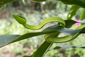 Snakes Gallery: Green Vine snake (Oxybelis fulgidus) in vegetation, Utila, Honduras