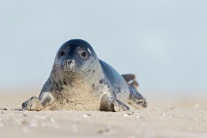 Grey seal (Halichoerus grypus) resting on a sandy beach, de Hors, Texel, Noord Holland