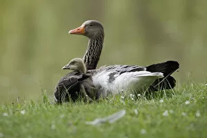 Images Dated 11th May 2013: Greylag Goose (Anser anser) parent with gosling, Kassel, Hessen, Germany
