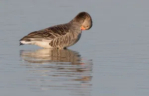 Greylag Goose (Anser anser) preening in the water, Oostvaardersplassen, The Netherlands Greylag Goose (Anser anser) preening in the water, Oostvaardersplassen, The Netherlands