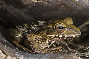 Groete Creek Carrying Frog (Stefania evansi) mother carrying froglets on back Groete Creek Carrying Frog (Stefania evansi) mother carrying froglets on back
