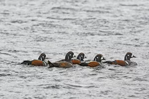 Images Dated 21st February 2022: Harlequin Duck (Histrionicus histrionicus) group swimming, Vatnsdalsvatn, West Fjords