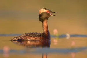 Horned Grebe (Podiceps auritus) calling, British Columbia, Canada Horned Grebe (Podiceps auritus) calling, British Columbia, Canada