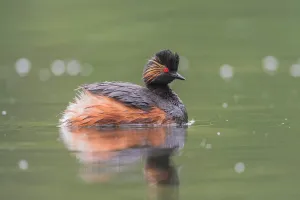 Horned Grebe (Podiceps auritus), Dalarna, Sweden Horned Grebe (Podiceps auritus), Dalarna, Sweden
