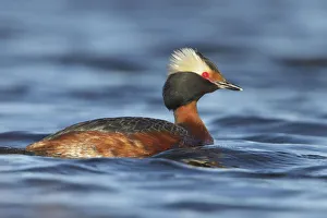 Horned Grebe (Podiceps auritus), Manitoba, Canada Horned Grebe (Podiceps auritus), Manitoba, Canada