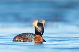 Horned Grebe (Podiceps auritus), Myvatn, Iceland Horned Grebe (Podiceps auritus), Myvatn, Iceland