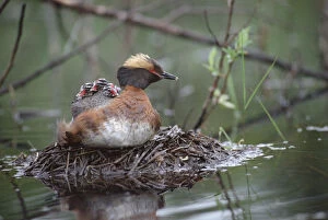 Images Dated 16th October 1998: Horned Grebe (Podiceps auritus) parent on nest with three chicks on its back, Alaska