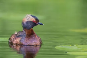 Horned Grebe (Podiceps auritus), Vaermland, Sweden Horned Grebe (Podiceps auritus), Vaermland, Sweden
