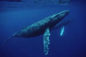 Images Dated 19th April 1996: Humpback Whale (Megaptera novaeangliae) pair underwater, Hawaii