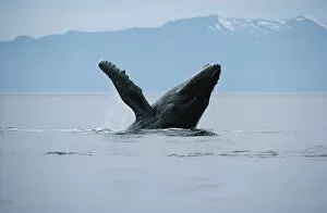 Images Dated 3rd March 1997: Humpback Whale (Megaptera novaeangliae) breaching, Hawaii
