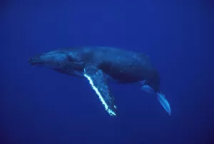 Images Dated 18th November 2015: Humpback Whale (Megaptera novaeangliae), Kona coast, Hawaii