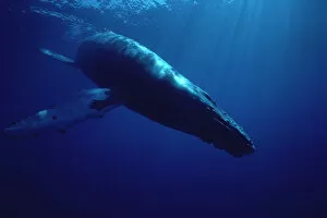 Images Dated 25th January 2000: Humpback Whale (Megaptera novaeangliae) diving, Hawaii