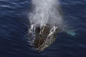 Humpback Whale (Megaptera novaeangliae) spouting, Antarctic Peninsula, Antarctica Humpback Whale (Megaptera novaeangliae) spouting, Antarctic Peninsula, Antarctica