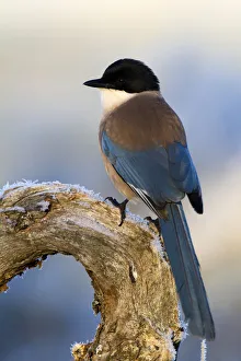 Iberian Magpie (Cyanopica cooki), Castile-La Mancha, Spain Iberian Magpie (Cyanopica cooki), Castile-La Mancha, Spain