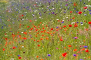 Creative Photography Gallery: Impression of a field with flowering wildflowers