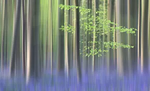 Creative Photography Gallery: Impression of flowering Bluebells in the Hallerbos, Belgium