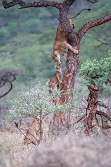 Interaction between a female Lion (Panthera leo) and her cub in a tree Interaction between a female Lion (Panthera leo) and her cub in a tree