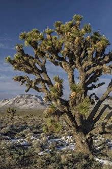 Images Dated 21st March 2016: Joshua Tree (Yucca brevifolia), Death Valley National Park, California