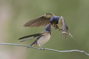 Juvenile Barn Swallow (Hirundo rustica) getting food from one of its parents