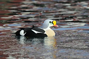 King Eider (Somateria spectabilis) male swimming, Norway King Eider (Somateria spectabilis) male swimming, Norway