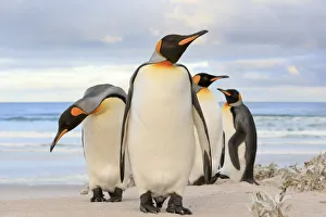 King Penguin Gallery: King Penguin (Aptenodytes patagonicus) group on beach, Volunteer Point, Falkland Islands