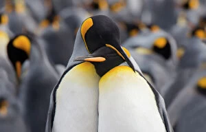 Frontal Gallery: King penguin (Aptenodytes patagonicus) standing in a group, Falkland Islands