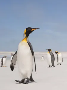King penguin (Aptenodytes patagonicus) standing on the beach, Falkland Islands