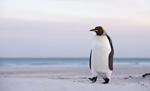King Penguin Gallery: King penguin (Aptenodytes patagonicus) standing on the beach, Falkland Islands