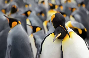 King penguin (Aptenodytes patagonicus) standing in a group, Falkland Islands, Volunteer Point