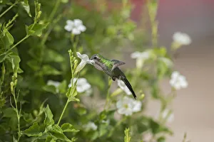 Kubasmaragdkolibri (Chlorostilbon ricordii) female flying and feeding at a flower, Cuba Kubasmaragdkolibri (Chlorostilbon ricordii) female flying and feeding at a flower, Cuba