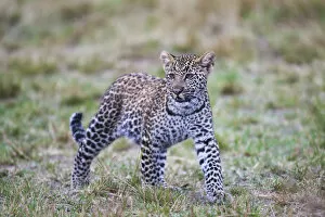 The leopard cub ( Panthera pardus ) looking for its mother, Masai Mara, Kenya, Africa