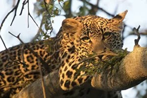 Leopard (Panthera pardus) adult resting on tree branch, Londolozi Game Reserve