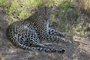 Leopard (Panthera pardus) female resting in the shade, South Africa, Mpumalanga