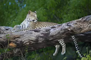 Chitabe Gallery: Leopard (Panthera pardus) female resting on tree branch, Okavango Delta, Botswana