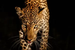 Leopard (Panthera pardus) female walking through the dark