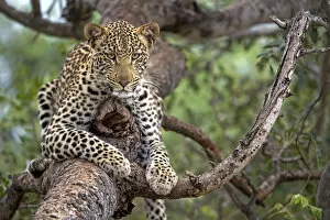 Leopard (Panthera pardus) laying in a tree, Hoedspruit, Limpopo, South-Africa