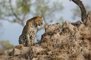 Leopard (Panthera pardus ) male sitting on a termite hill, Sabi Sands Game Reserve