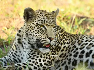 Leopard (Panthera pardus) portrait in close up, Londolozi Game Reserve, South Africa