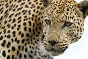 Leopard (Panthera pardus) portrait, Hoedspruit, Limpopo, South-Africa