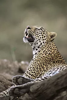 Leopard (Panthera pardus) watching bird in tree, Kenya, Buffalo Springs National Reserve