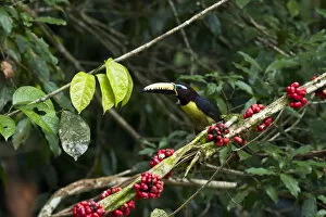 Lettered Aracari (Pteroglossus inscriptus), Yasuni National Park, Amazon Rainforest