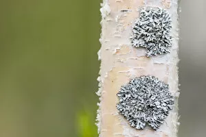 Images Dated 21st February 2022: Lichen on Birch, Oulu, Finland