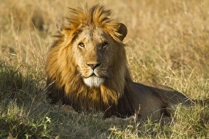 Predatory Gallery: Lion (Panthera leo) Adult male lying down, Kenya, Masai Mara National Reserve