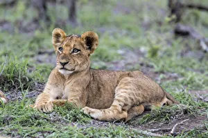 Lion (Panthera leo) cub laying in grass, Sabi Sands Game Reserve, Mpumalanga Lion (Panthera leo) cub laying in grass, Sabi Sands Game Reserve, Mpumalanga
