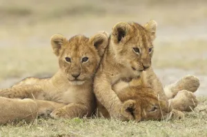 Lion (Panthera leo) cubs cuddling, Ngorongoro Conservation Area, Tanzania Lion (Panthera leo) cubs cuddling, Ngorongoro Conservation Area, Tanzania
