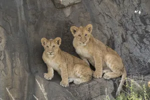 Lion (Panthera leo) cubs sitting on a kopje, Serengeti National Park, Tanzania Lion (Panthera leo) cubs sitting on a kopje, Serengeti National Park, Tanzania
