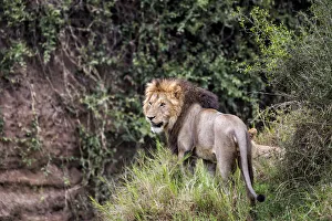 Lion (Panthera leo) looking around, Masai Mara National Reserve, Kenya Lion (Panthera leo) looking around, Masai Mara National Reserve, Kenya