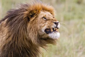 Lion (Panthera leo) shows his teeth, Masi Mara, Kenya Lion (Panthera leo) shows his teeth, Masi Mara, Kenya