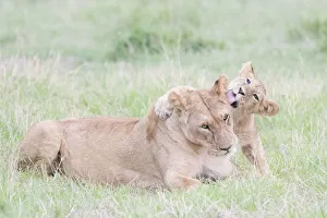 Lioness (Panthera leo) and cub playing, Masai Mara National Reserve, Kenya Lioness (Panthera leo) and cub playing, Masai Mara National Reserve, Kenya